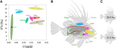 Lithium isotopes in marine food webs: Effect of ecological and environmental parameters